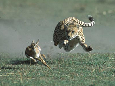 African Gazelle Running